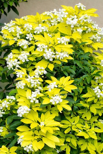 Шуазія трійчаста Ліч / Санденс®|Choisya ternata Lich / Sundance®|Шуазия тройчастая Лич / Санденс®